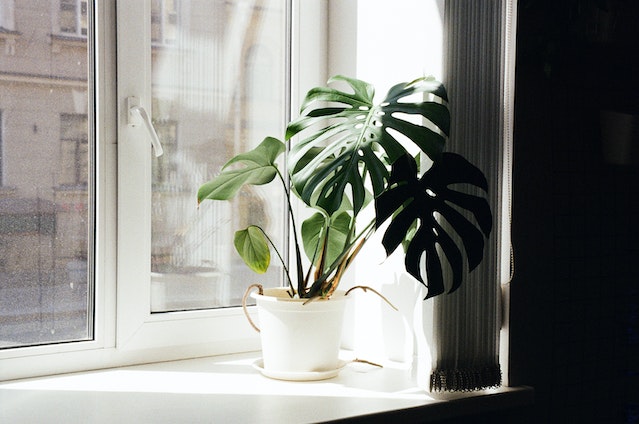 plants with polka dots 10 Dwarf WHITE POLKA DOT PLANT Splash Select Hypoestes Phyllostachya Flower  Houseplant Seeds